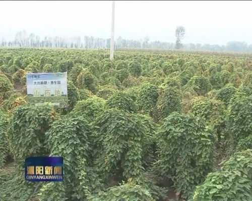 定制農(nóng)業(yè) 土生土長的信任與銷售突圍——兼論土壤修復(fù)的基石作用