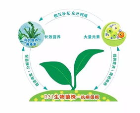 認(rèn)識鼎微 土壤修復(fù)中的重要合成微生物菌劑