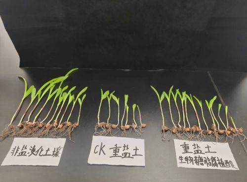 黑馬產(chǎn)品生物糖脂 助力金元糖加速跑贏市場，領(lǐng)航土壤修復(fù)新賽道