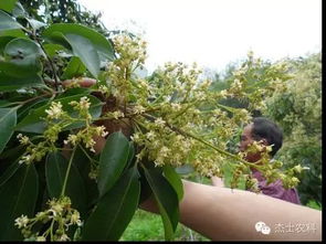 荔枝健康理療 從土壤修復(fù)到保果豐產(chǎn)的綠色科學(xué)法則